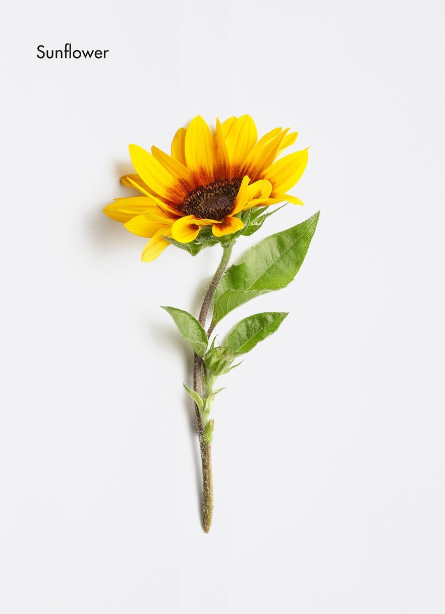 Sunflower with green leaves on a white background