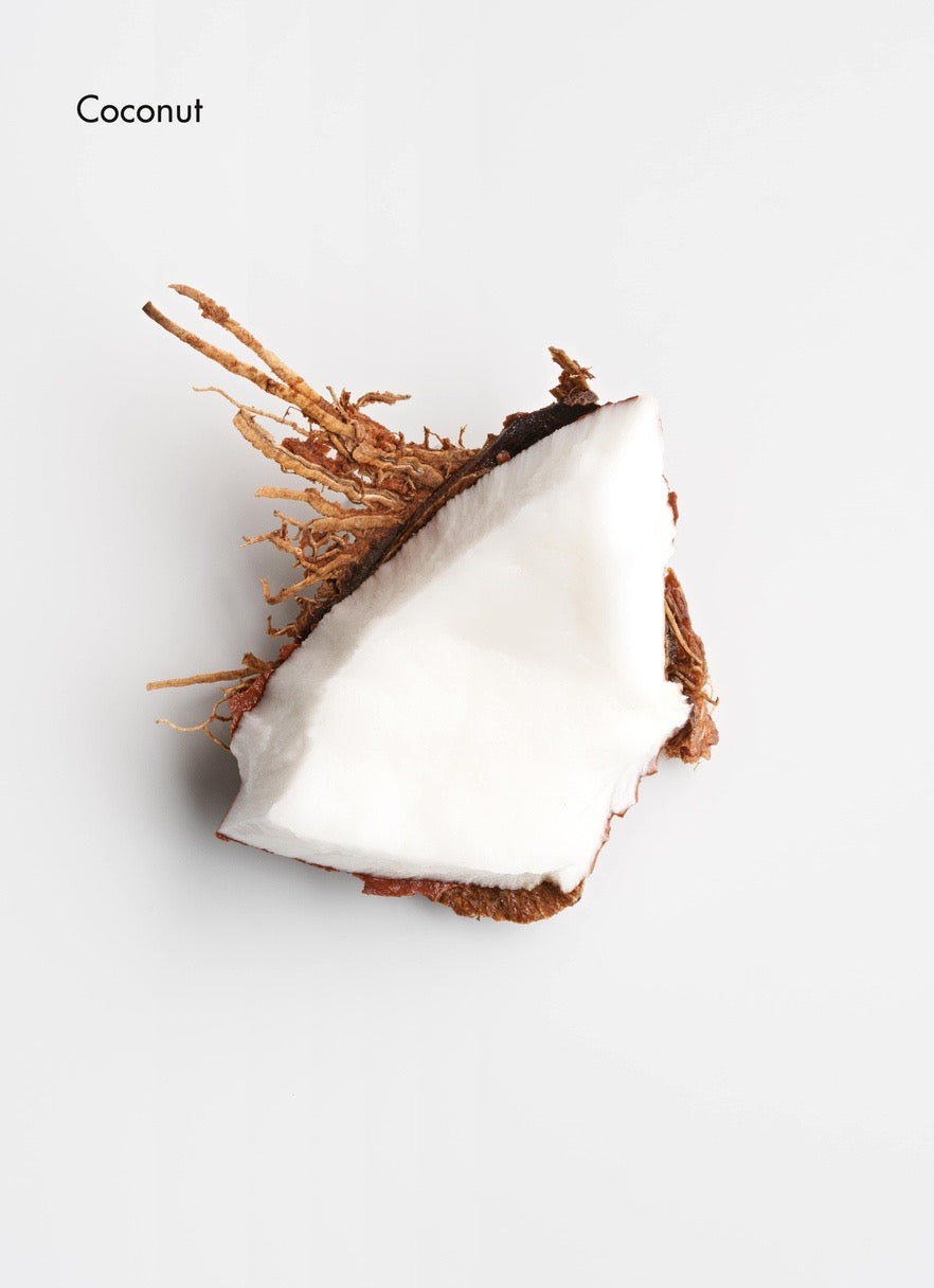 Coconut with a white background