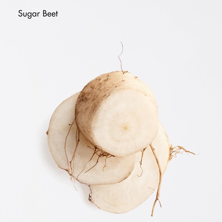 A sugar beet root with several thin slices, showing its pale cream-white interior and light tan outer skin, with the text 'Sugar Beet' in the top-left corner on a plain white background.