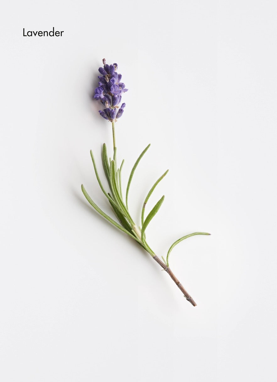 Lavender flower on a white background