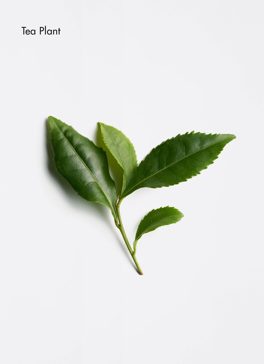 Tea plant leaves on a white background
