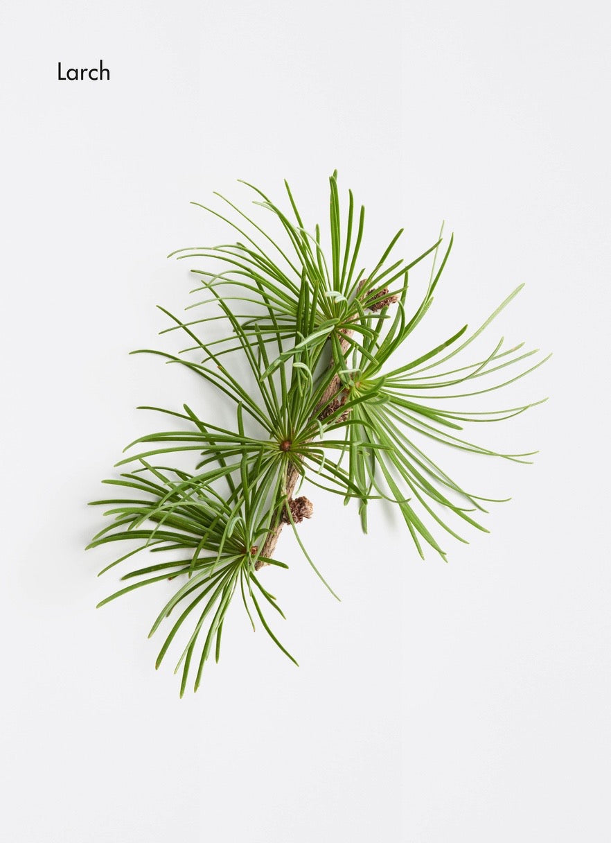 Larch branch on a light gray background
