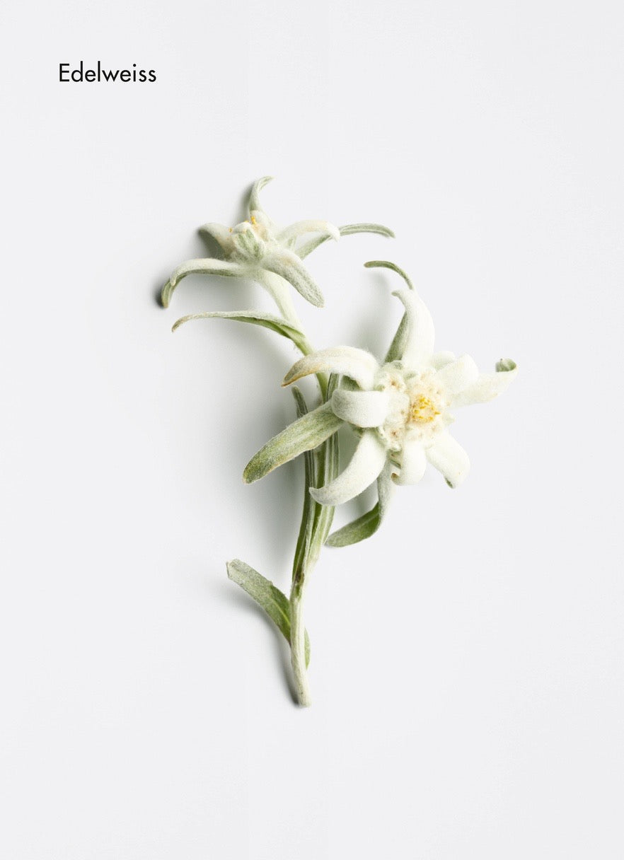 Edelweiss flower on a light gray background