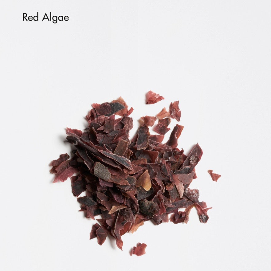 Red algae on a white background with 'Red Algae' text.