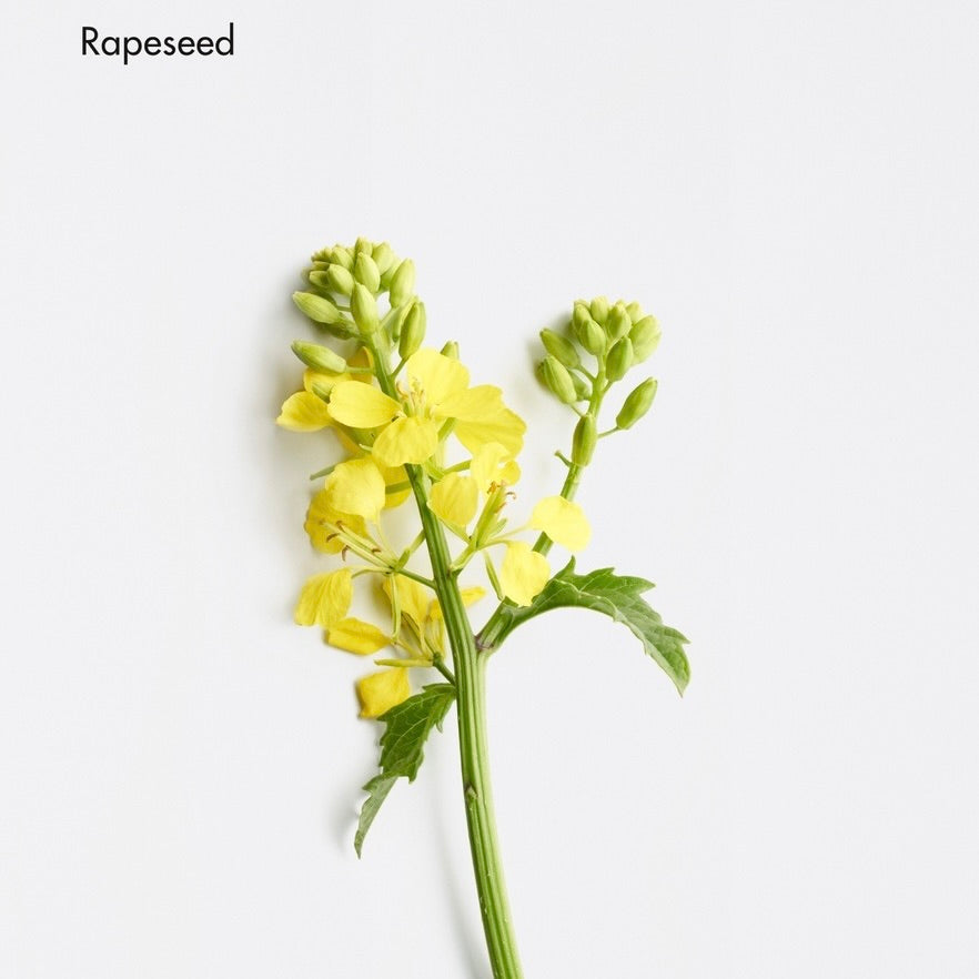 A single yellow rapeseed flower stem with green buds and leaves, photographed on a clean white background. The word 'Rapeseed' appears in the top left corner.