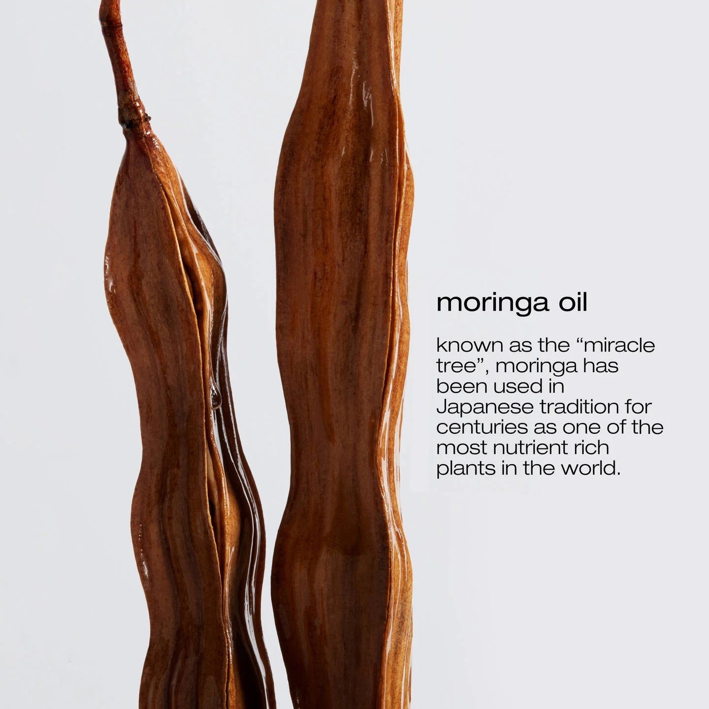 Two dried moringa leaves with text about the plant Shu Uemura Urban Moisture Shampoo | Hydrate Dry Hair Canada
