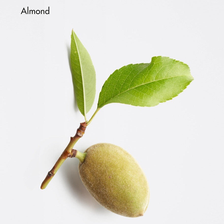 Almond with leaves on a white background La Biosthétique Frizz Control Smoothing Shampoo for frizzy unruly hair in Canada at Curious Salons 