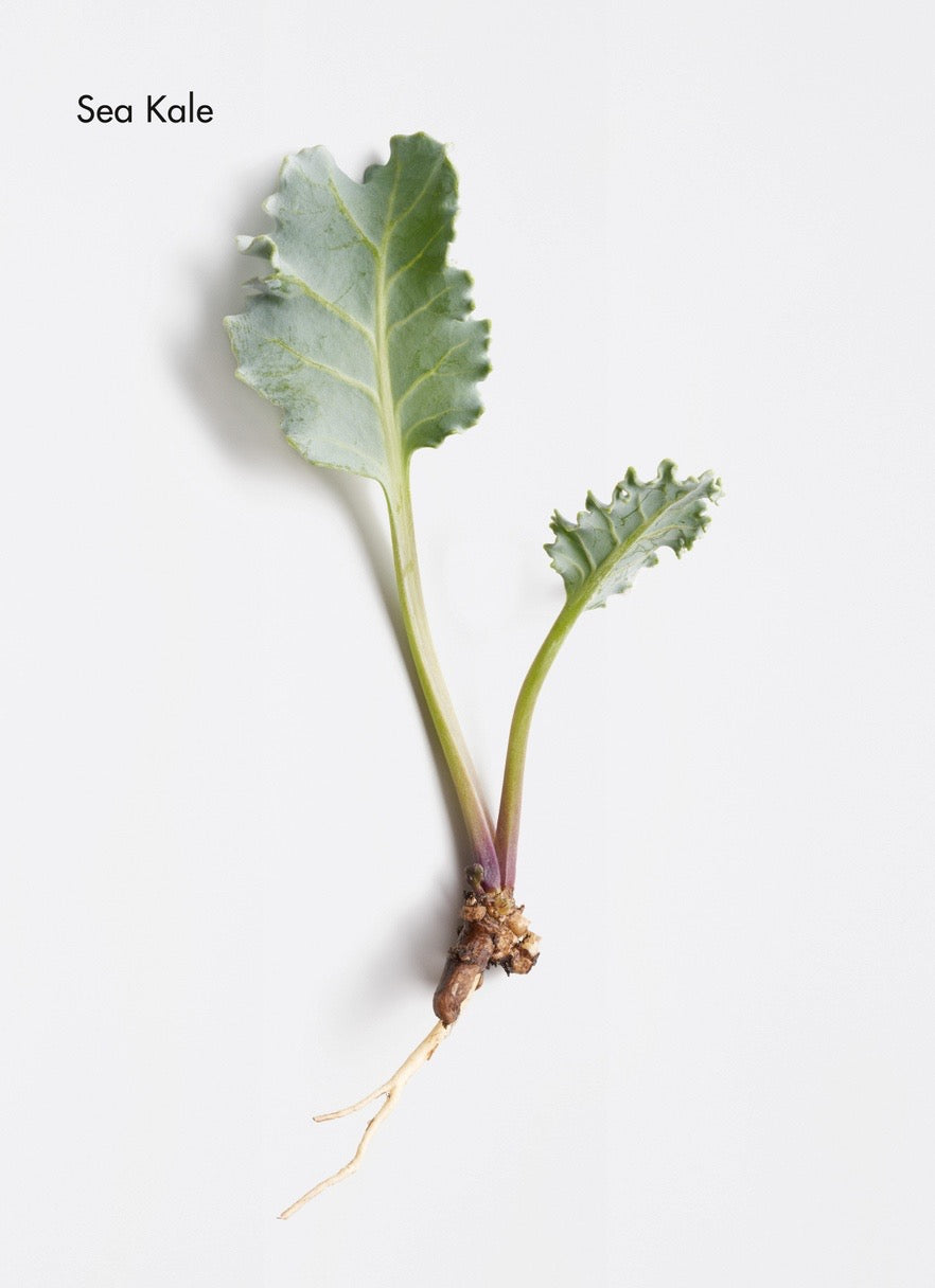 Sea kale plant on a white background