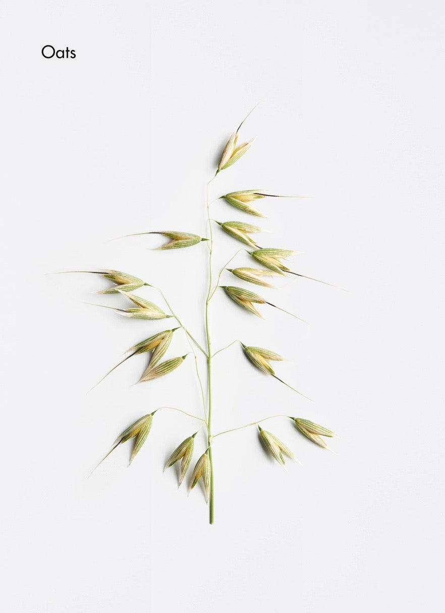 Oat plant on a white background