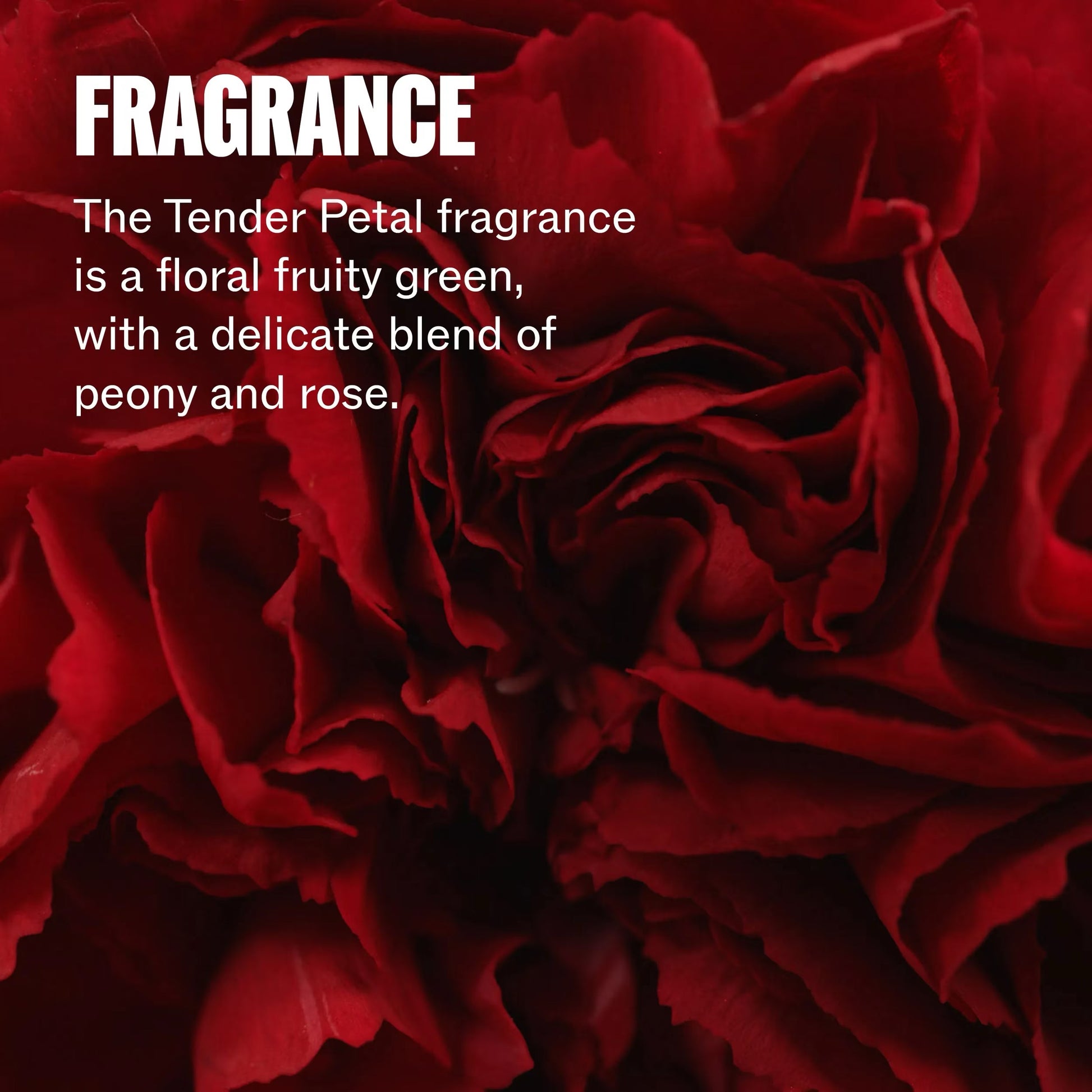 Close-up of red roses with text describing fragrance notes.of Wella Ultimate Repair Shampoo bottle for damaged hair repair and professional Wella haircare in Canada