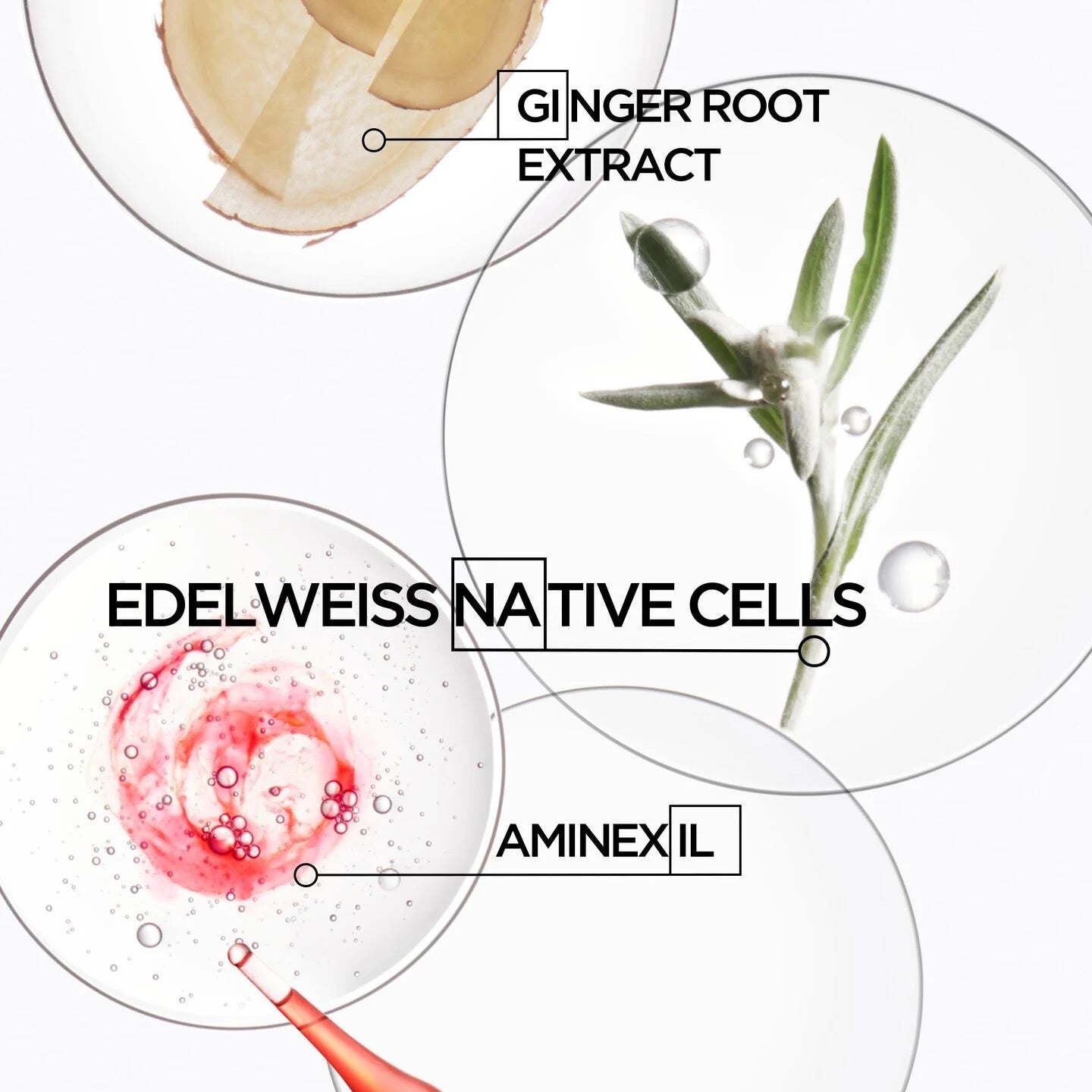 Product label with ginger root extract, edelweiss native cells, and Aminexil text on a white background.