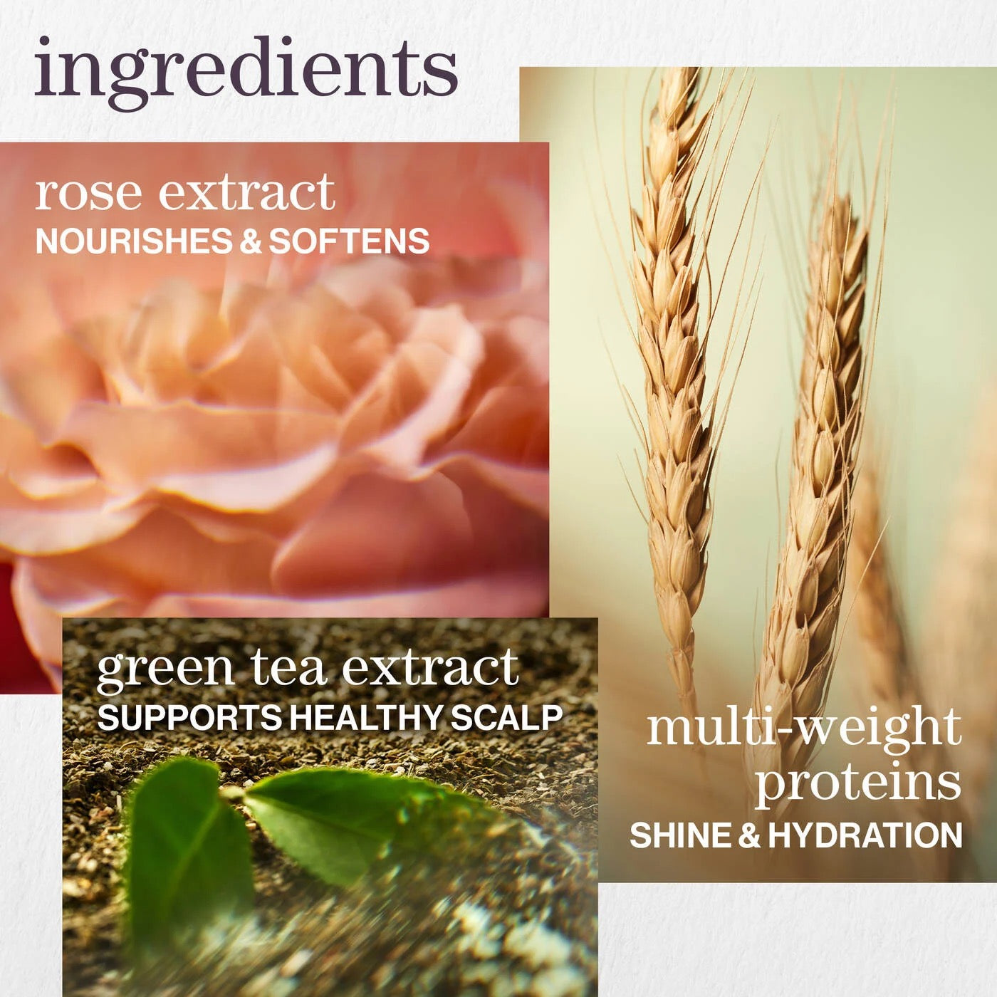 Pureology Hydrate Shampoo bottle for dry colour-treated hair and sulfate-free moisturizing haircare Ingredients list with images of rose, wheat, and green tea, and their benefits.