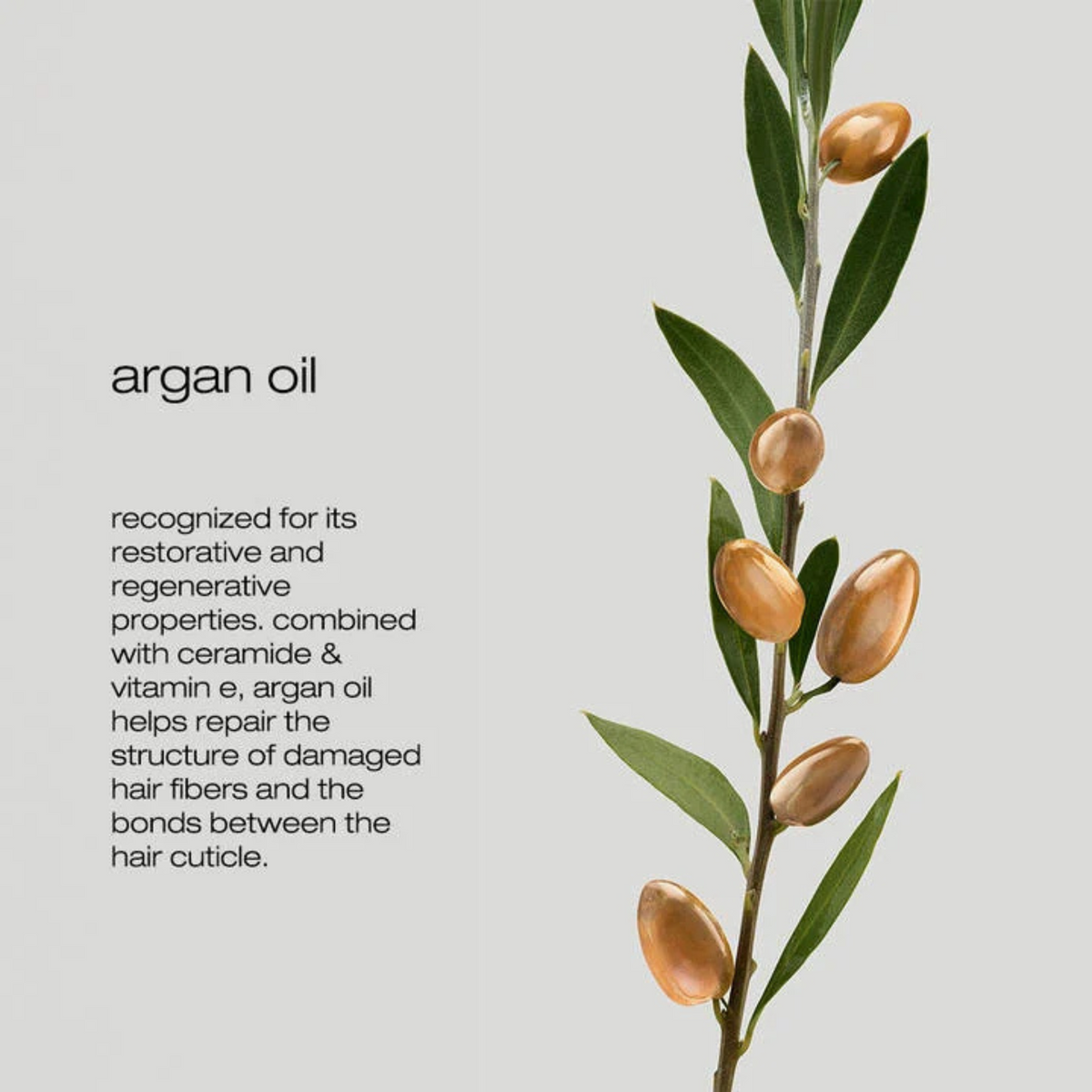 Shu Uemura Silk Bloom  Argan oil with ceramide and vitamin E, key ingredient in Shu Uemura Silk Bloom Shampoo 