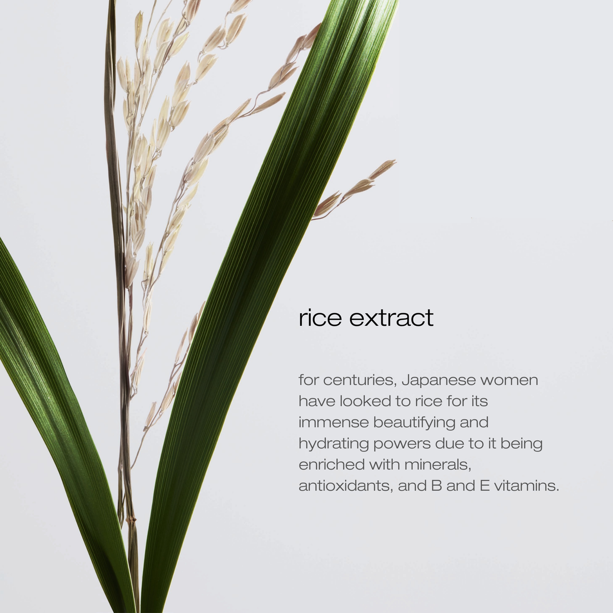 Rice plant with text about rice extract on a light gray background
