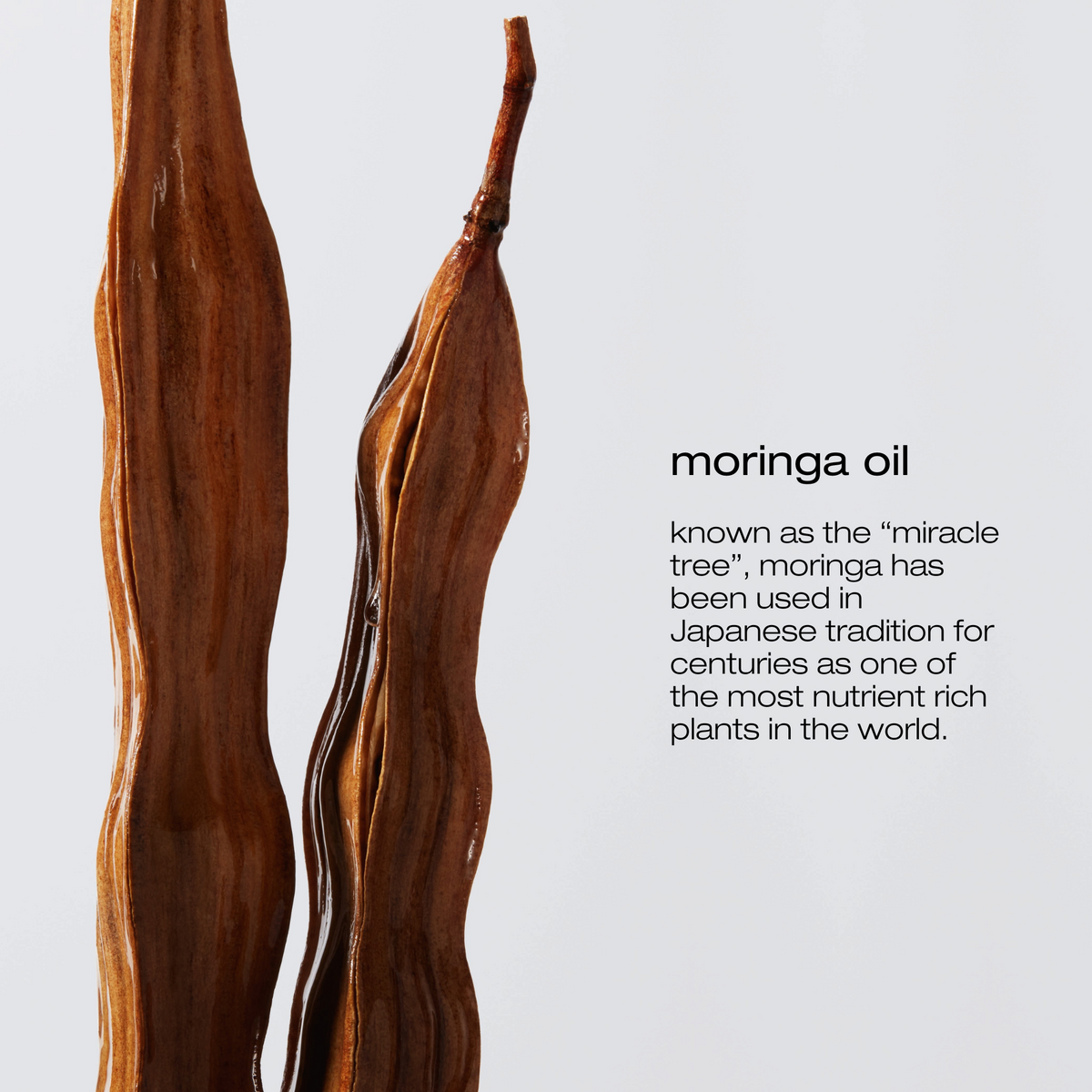 Two dried moringa leaves with text about moringa oil on a light gray background