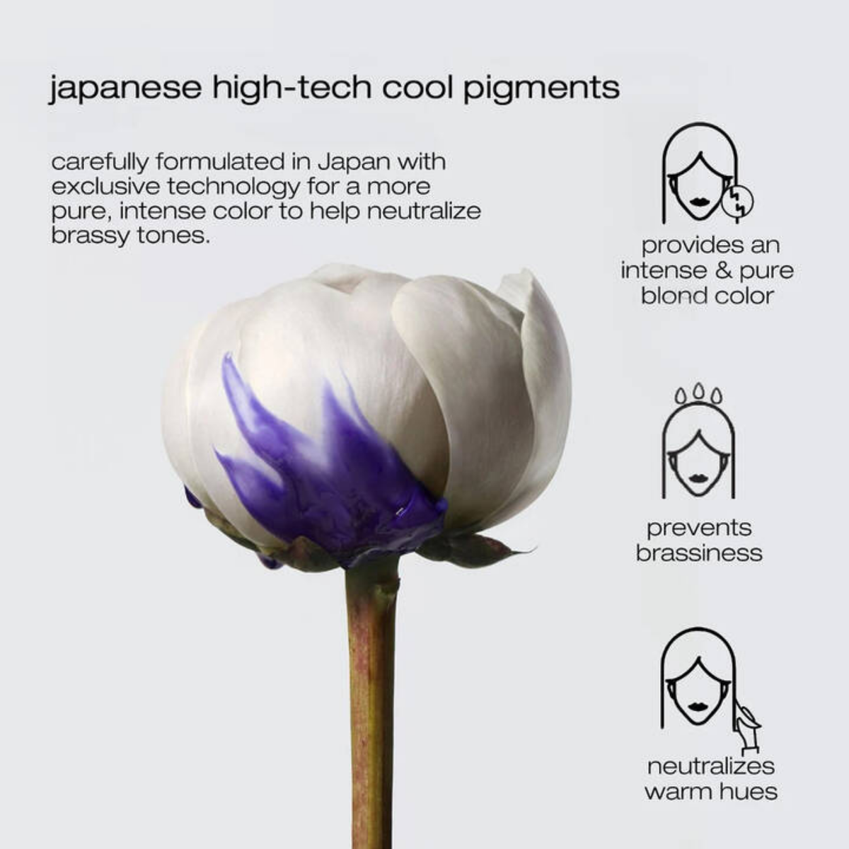 Flower with purple center on a white background with text about Japanese high-tech cool pigments.