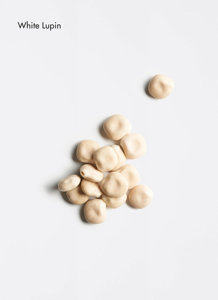 White lupin beans on a light gray background