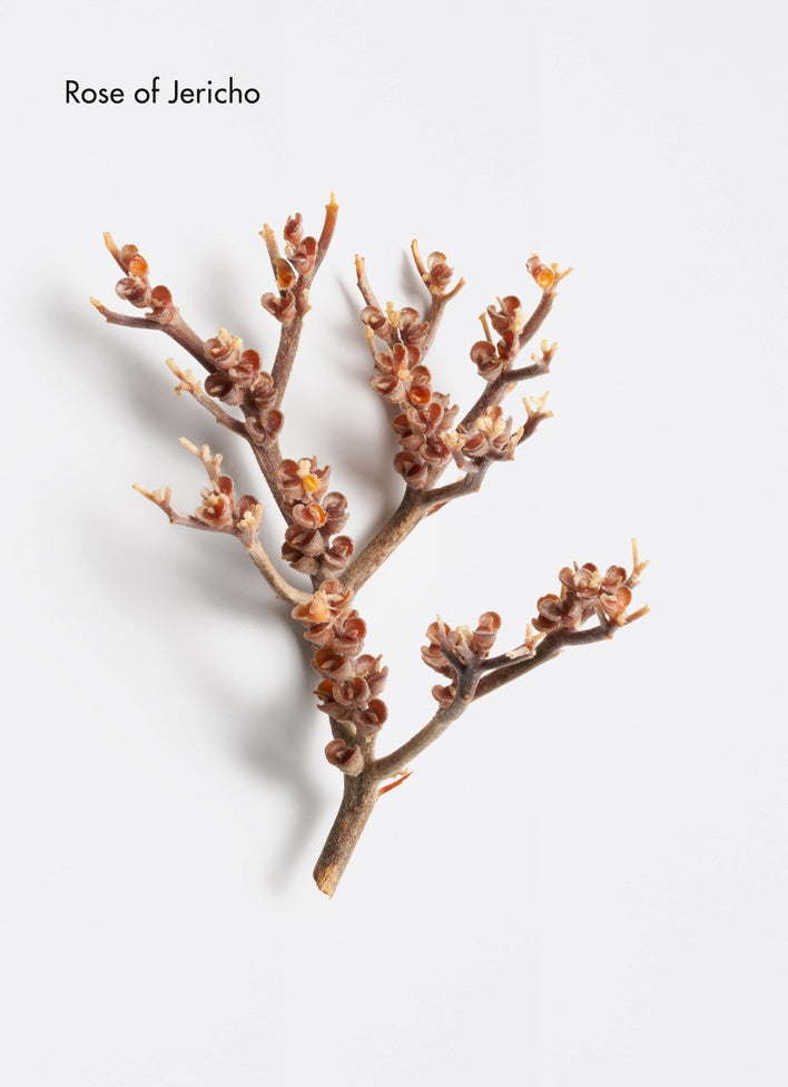 Rose of Jericho plant on a light gray background