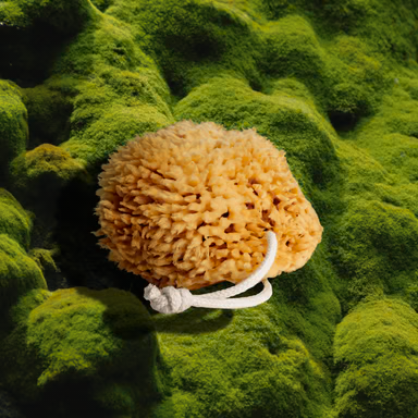 Sea Wool Sponge by Firsthand Supply