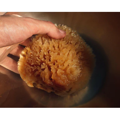 Sea Wool Sponge by Firsthand Supply
